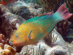 Big colorful parrot fish, I heard they are called "blue j... by Andrew Kubica 
